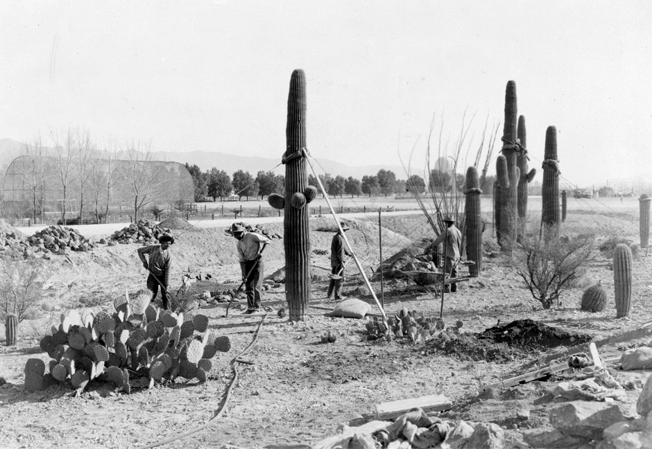 Workers planting and watering the cacti in the garden.