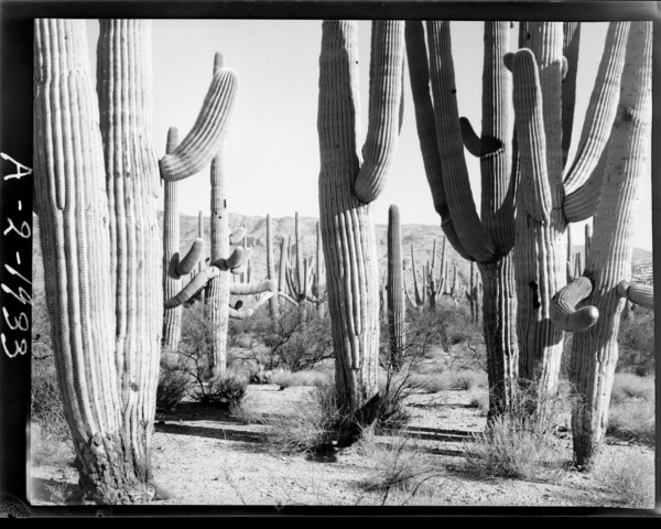 Saguaro 1933